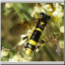 Tenthredo amoena - Blattwespe m08.jpg